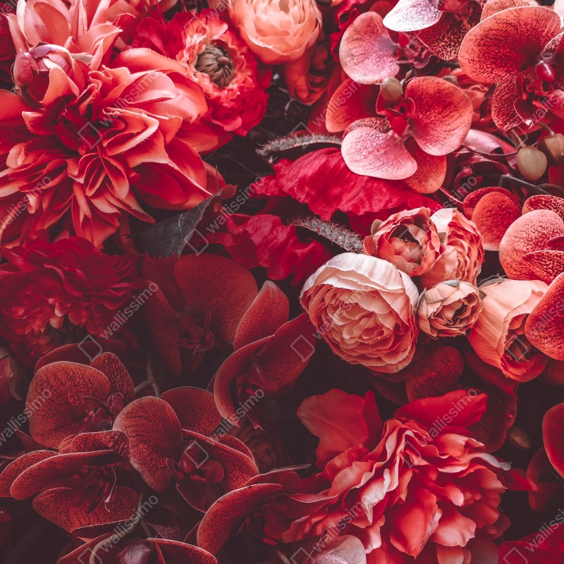 Fototapeta kwiatowa symfonia w odcieniach czerwieni – Wallissimo® Fototapeta kwiatowa symfonia w odcieniach czerwieni – Wallissimo®