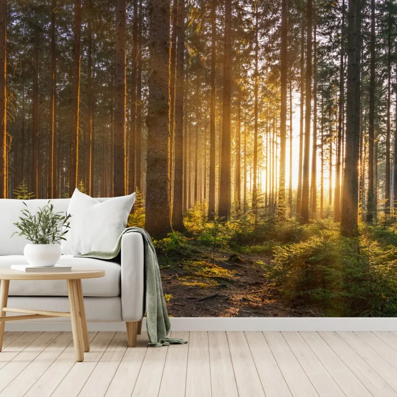 Fototapeta słoneczny las o poranku