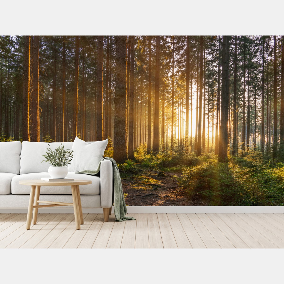 Wall mural sunlit forest pathway at sunrise