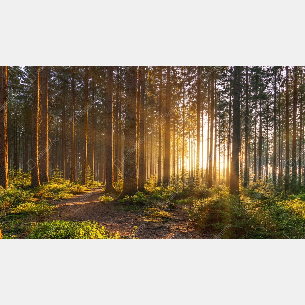 Fototapeta słoneczny las o poranku – Wallissimo® Fototapeta słoneczny las o poranku – Wallissimo®