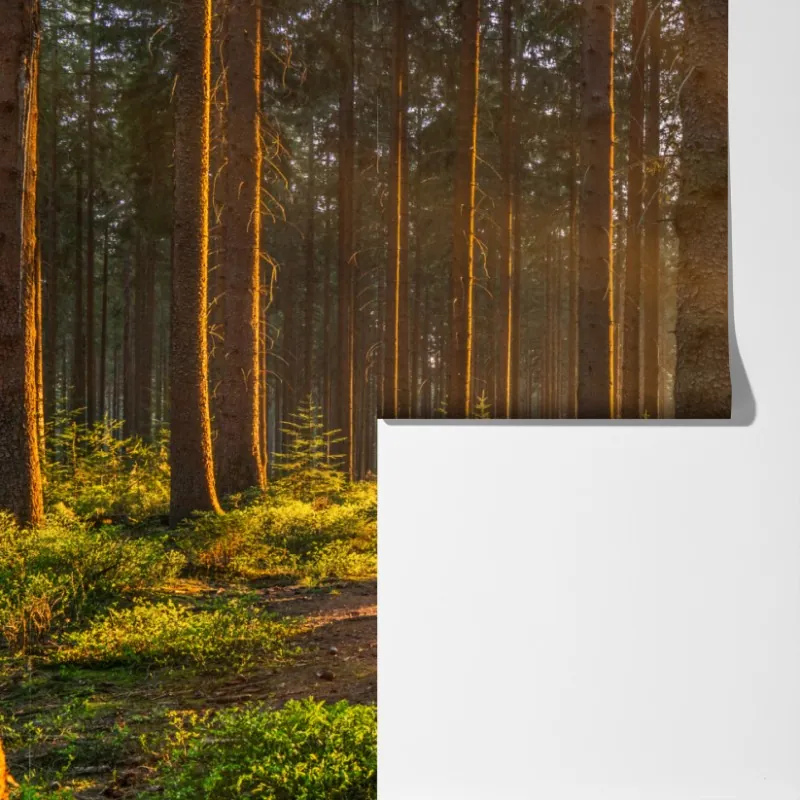 Fototapeta słoneczny las o poranku – Wallissimo® Fototapeta słoneczny las o poranku – Wallissimo®