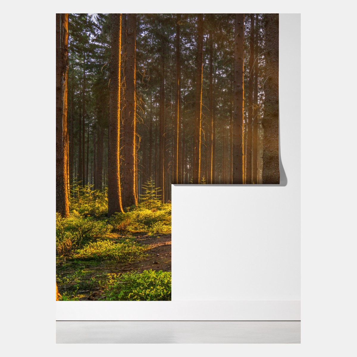 Fototapeta słoneczny las o poranku – Wallissimo® Fototapeta słoneczny las o poranku – Wallissimo®