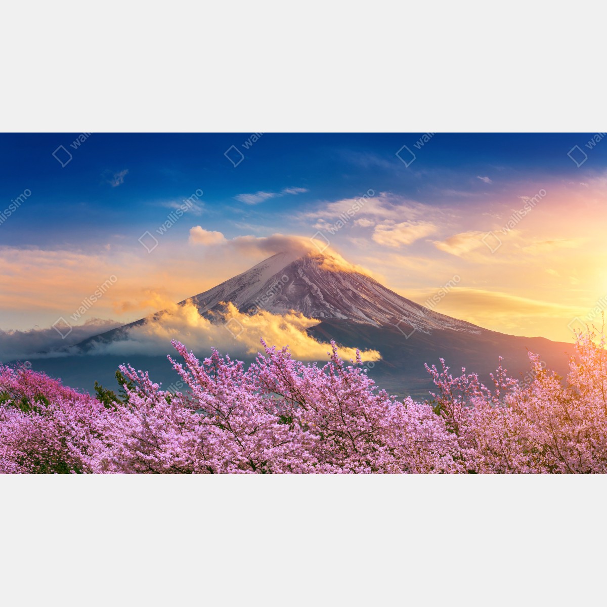 Fototapeta Góra Fuji z kwitnącą sakurą o wschodzie słońca – Wallissimo® Fototapeta Góra Fuji z kwitnącą sakurą o wschodzie słońca – Wallissimo®