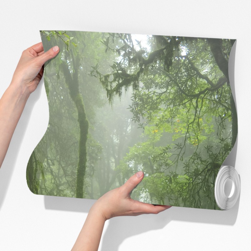 Fototapeta mglisty tropikalny szlak w dżungli – Wallissimo® Fototapeta mglisty tropikalny szlak w dżungli – Wallissimo®