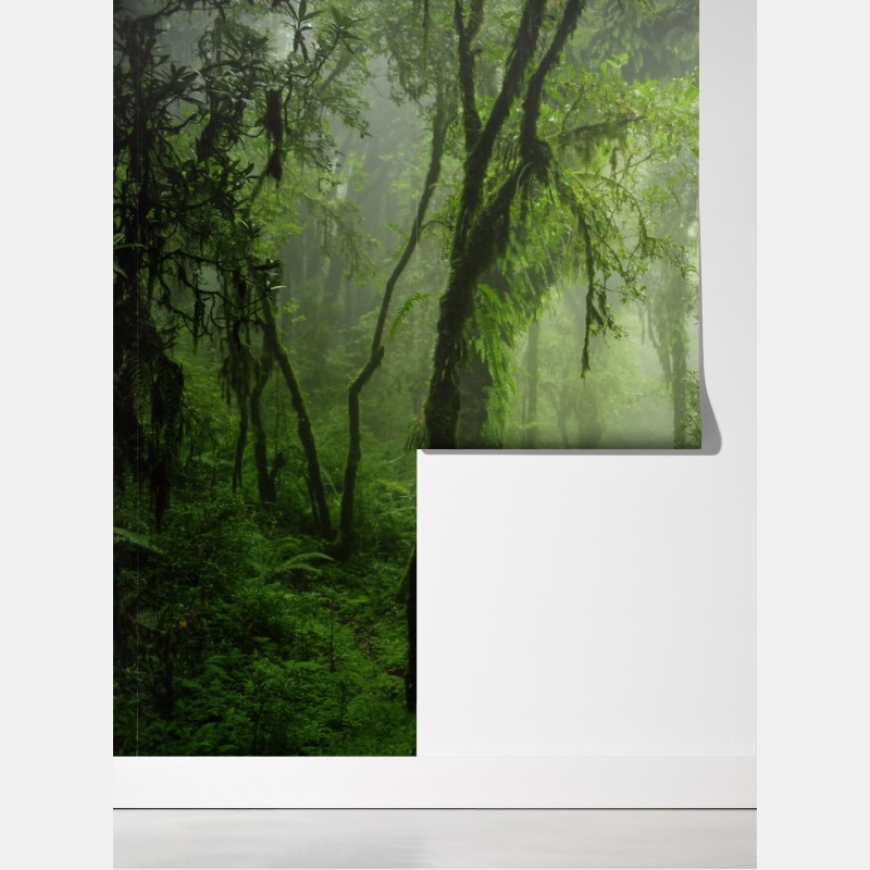 Fototapeta mglisty tropikalny szlak w dżungli – Wallissimo® Fototapeta mglisty tropikalny szlak w dżungli – Wallissimo®