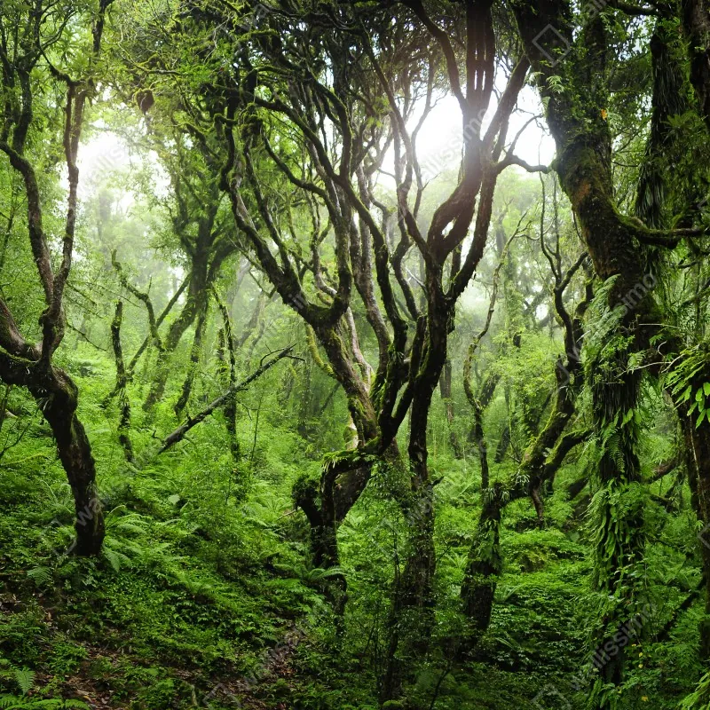 Fototapeta mistyczny zielony las – Wallissimo® Fototapeta mistyczny zielony las – Wallissimo®