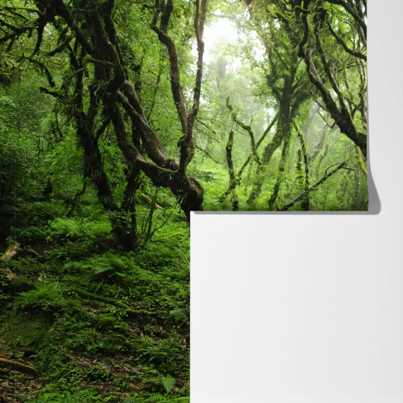 Fototapeta mistyczny zielony las – Wallissimo® Fototapeta mistyczny zielony las – Wallissimo®