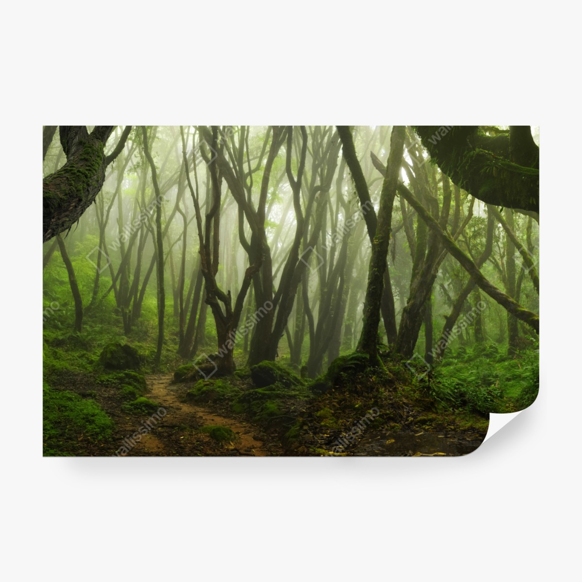 Fototapeta mglisty zielony leśny szlak – Wallissimo® Fototapeta mglisty zielony leśny szlak – Wallissimo®