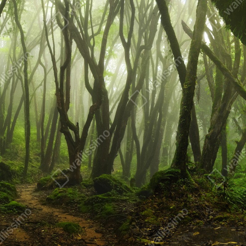 Fototapeta mglisty zielony leśny szlak – Wallissimo® Fototapeta mglisty zielony leśny szlak – Wallissimo®