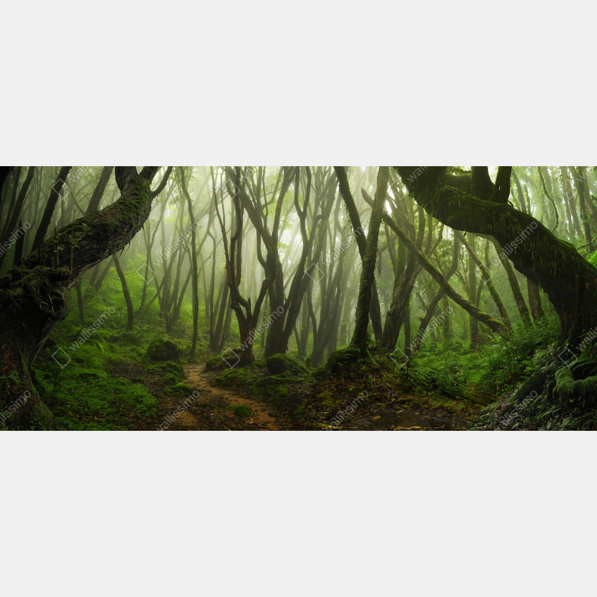 Fototapeta mglisty zielony leśny szlak – Wallissimo® Fototapeta mglisty zielony leśny szlak – Wallissimo®