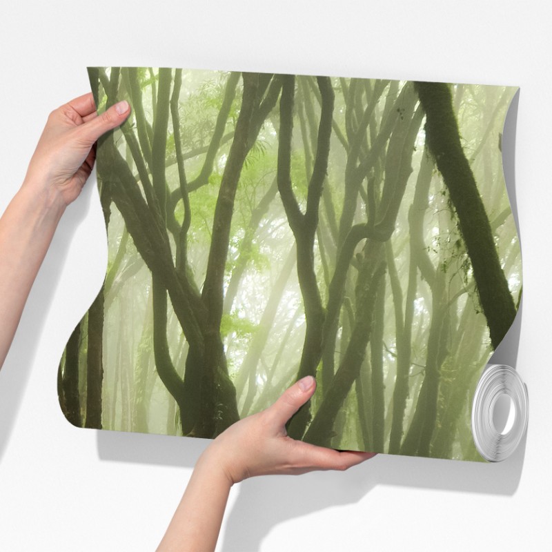 Fototapeta mglisty zielony leśny szlak – Wallissimo® Fototapeta mglisty zielony leśny szlak – Wallissimo®