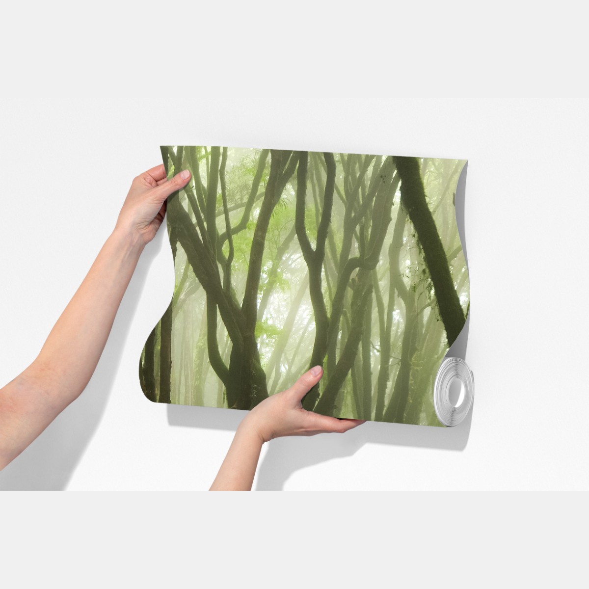 Fototapeta mglisty zielony leśny szlak – Wallissimo® Fototapeta mglisty zielony leśny szlak – Wallissimo®