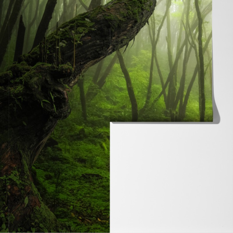 Fototapeta mglisty zielony leśny szlak – Wallissimo® Fototapeta mglisty zielony leśny szlak – Wallissimo®