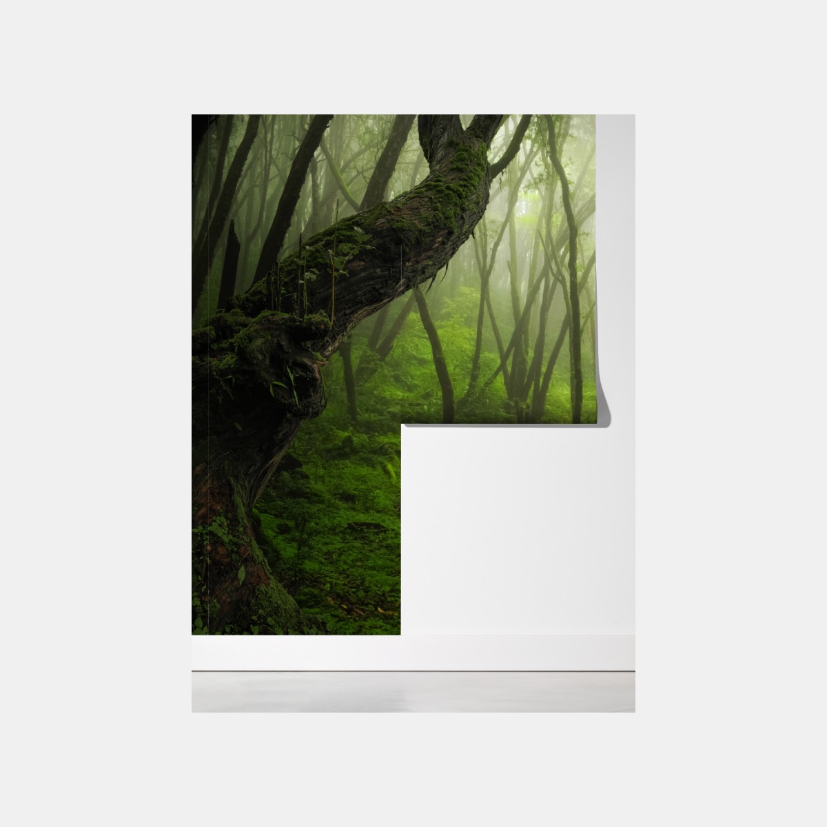 Fototapeta mglisty zielony leśny szlak – Wallissimo® Fototapeta mglisty zielony leśny szlak – Wallissimo®