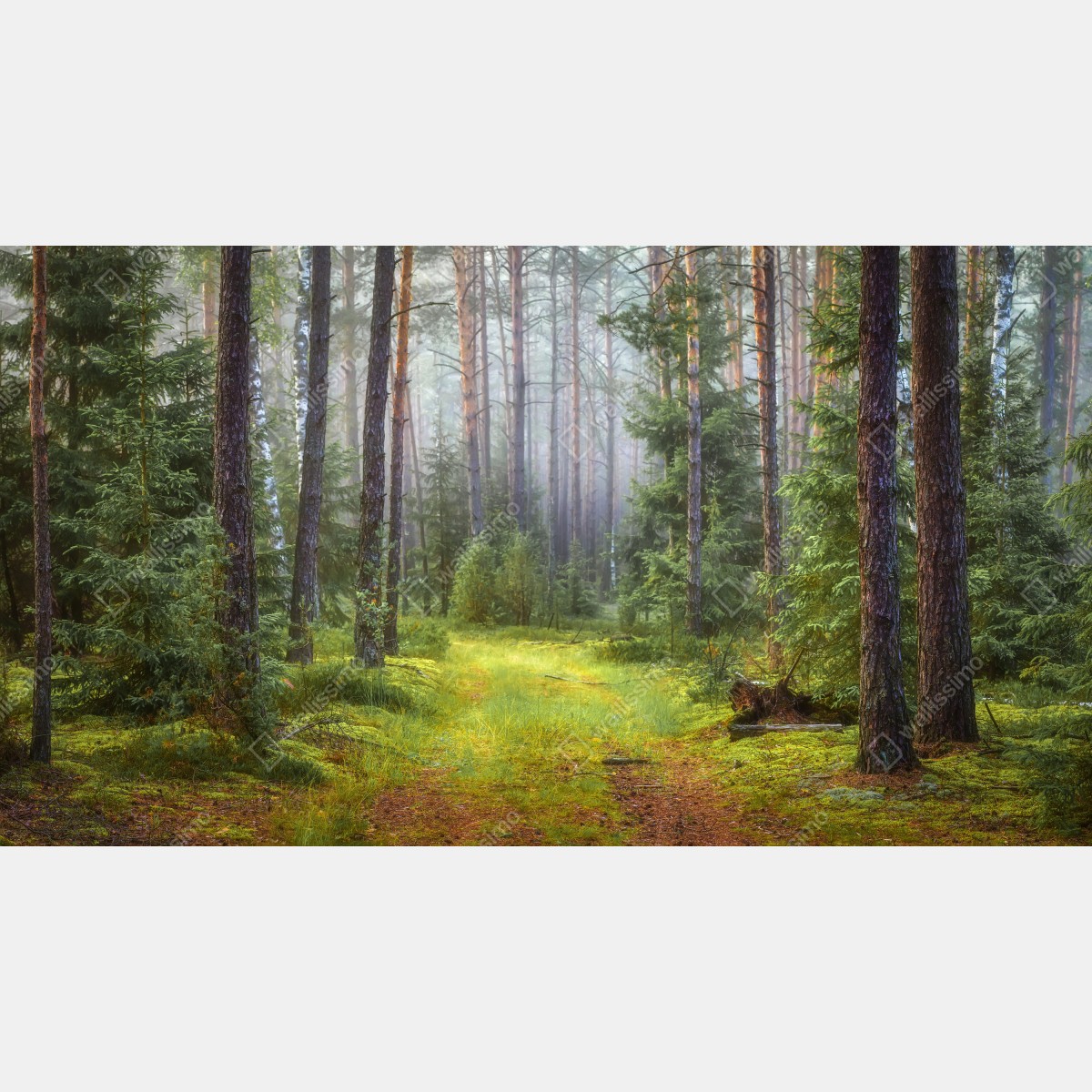 Fototapeta mglisty sosnowy las z ścieżką – Wallissimo® Fototapeta mglisty sosnowy las z ścieżką – Wallissimo®