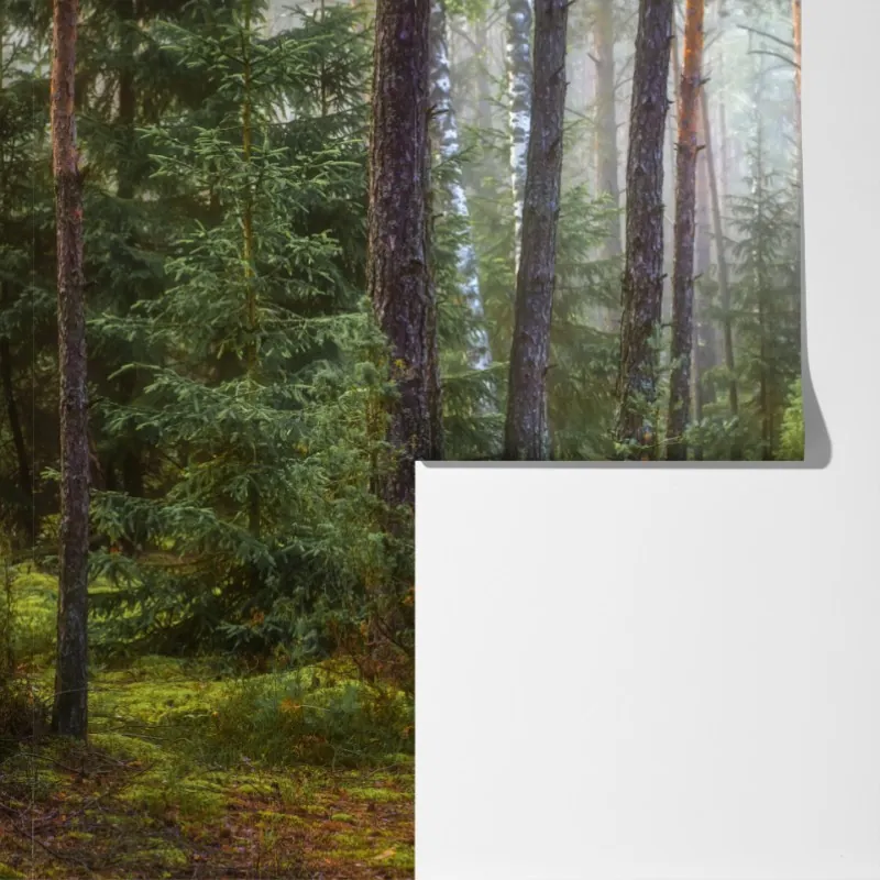 Fototapeta mglisty sosnowy las z ścieżką – Wallissimo® Fototapeta mglisty sosnowy las z ścieżką – Wallissimo®