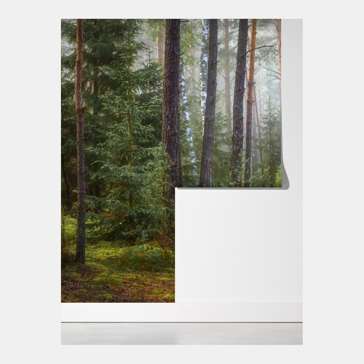 Fototapeta mglisty sosnowy las z ścieżką – Wallissimo® Fototapeta mglisty sosnowy las z ścieżką – Wallissimo®