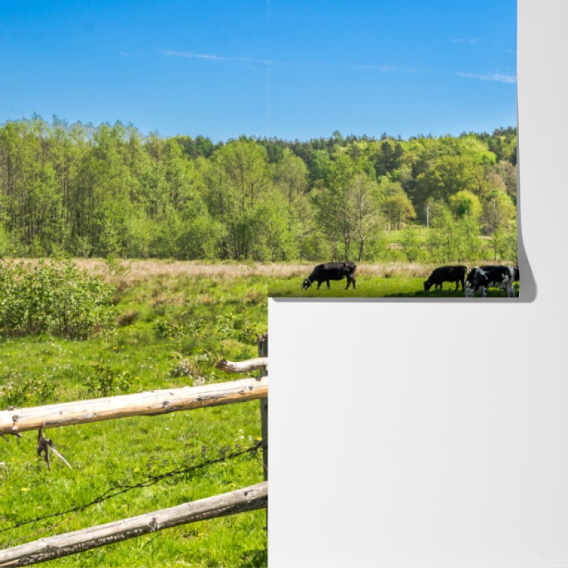 Fototapeta słoneczna wiejska droga przez zielone łąki – Wallissimo® Fototapeta słoneczna wiejska droga przez zielone łąki – Wallissimo®