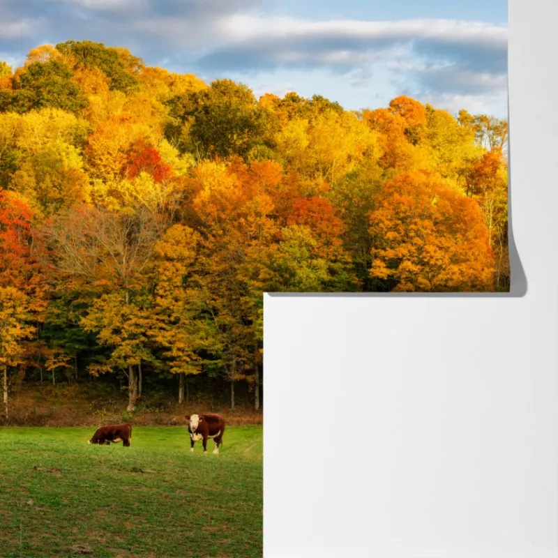 Fototapeta jesienny krajobraz wiejski z czerwoną stodołą – Wallissimo® Fototapeta jesienny krajobraz wiejski z czerwoną stodołą – Wallissimo®