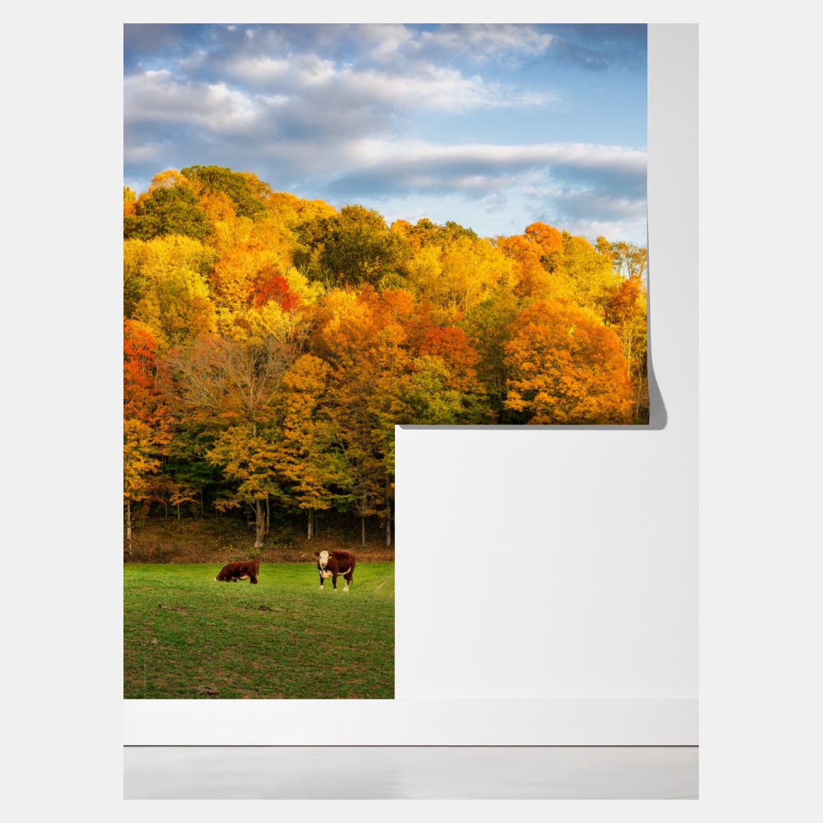 Fototapeta jesienny krajobraz wiejski z czerwoną stodołą – Wallissimo® Fototapeta jesienny krajobraz wiejski z czerwoną stodołą – Wallissimo®