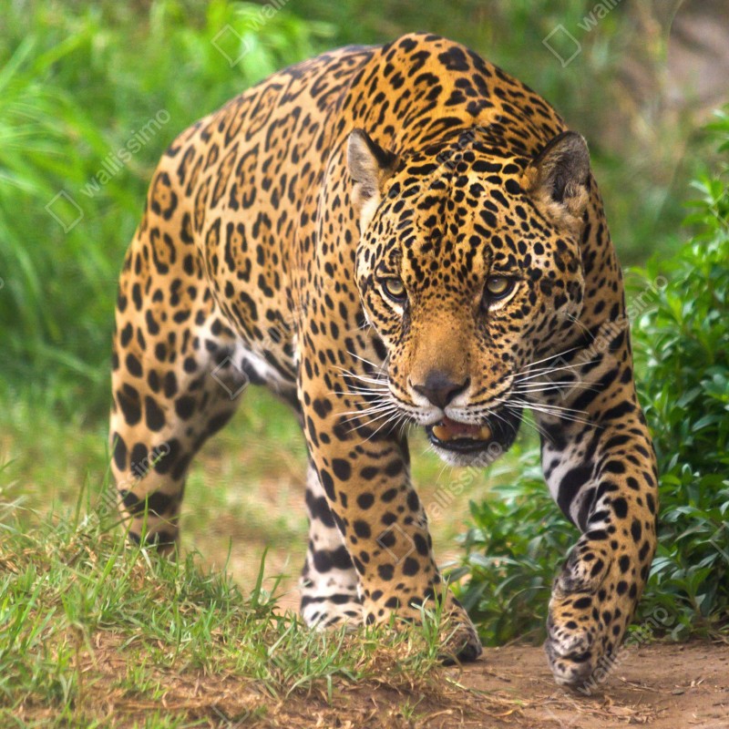 Fototapeta majestatyczny jaguar w naturze – Wallissimo® Fototapeta majestatyczny jaguar w naturze – Wallissimo®