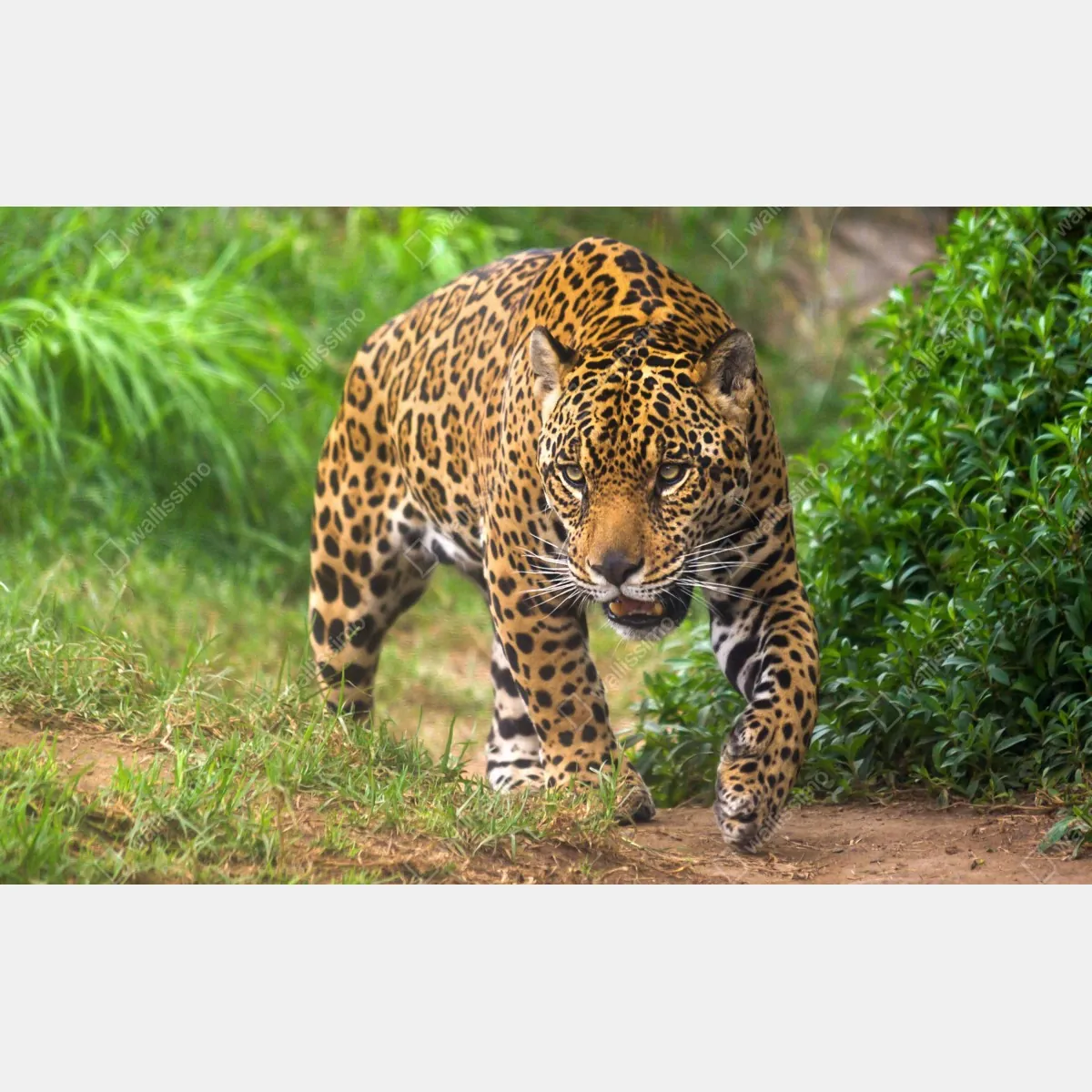 Fototapeta majestatyczny jaguar w naturze – Wallissimo® Fototapeta majestatyczny jaguar w naturze – Wallissimo®