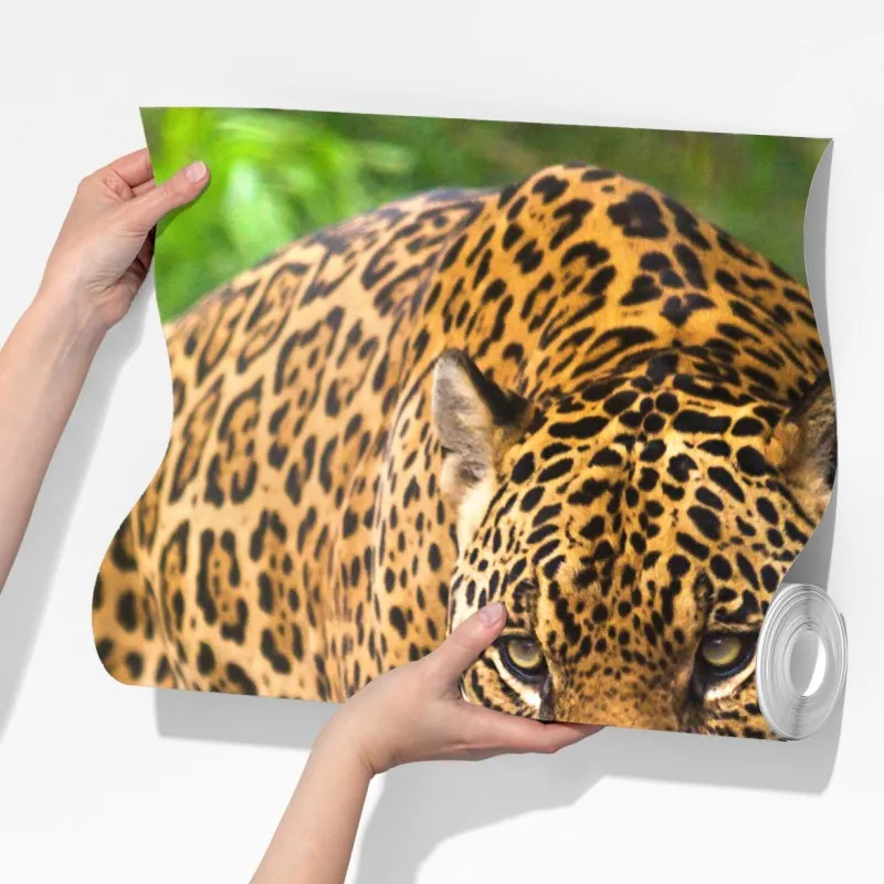 Fototapeta majestatyczny jaguar w naturze – Wallissimo® Fototapeta majestatyczny jaguar w naturze – Wallissimo®
