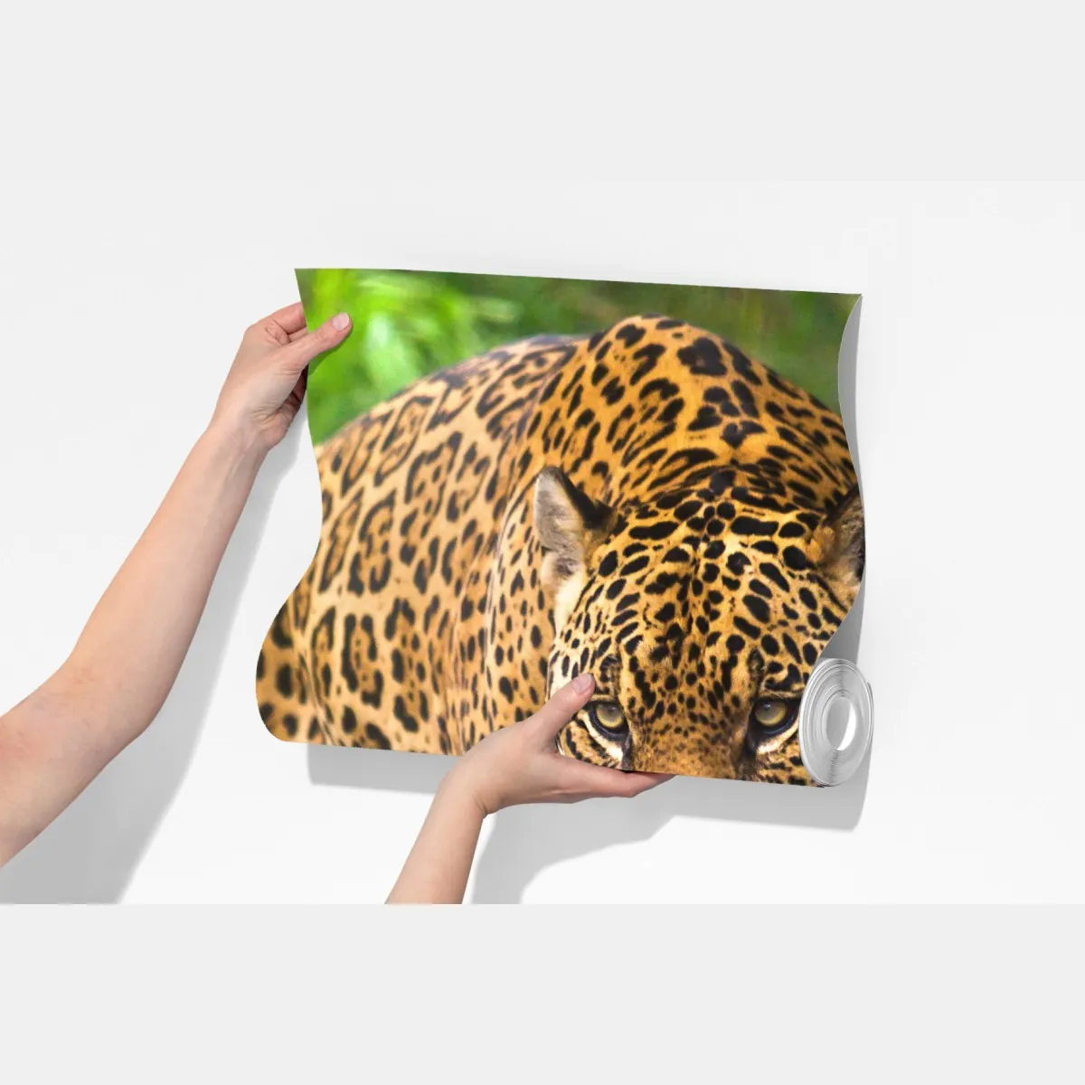 Fototapeta majestatyczny jaguar w naturze – Wallissimo® Fototapeta majestatyczny jaguar w naturze – Wallissimo®