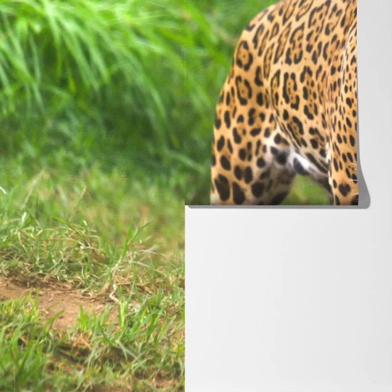 Fototapeta majestatyczny jaguar w naturze – Wallissimo® Fototapeta majestatyczny jaguar w naturze – Wallissimo®