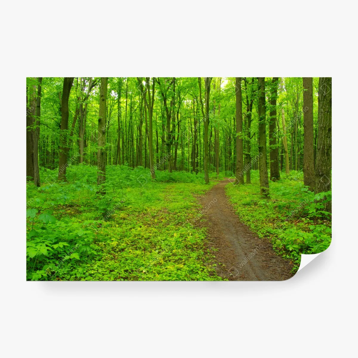 Fototapeta spokojna zielona leśna ścieżka – Wallissimo® Fototapeta spokojna zielona leśna ścieżka – Wallissimo®