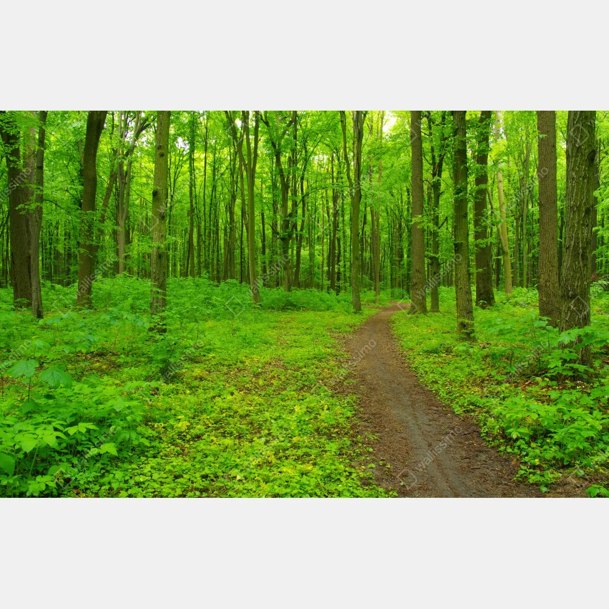 Fototapeta spokojna zielona leśna ścieżka – Wallissimo® Fototapeta spokojna zielona leśna ścieżka – Wallissimo®