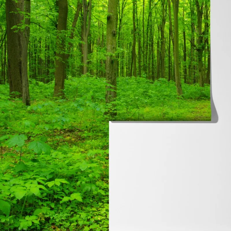 Fototapeta spokojna zielona leśna ścieżka – Wallissimo® Fototapeta spokojna zielona leśna ścieżka – Wallissimo®