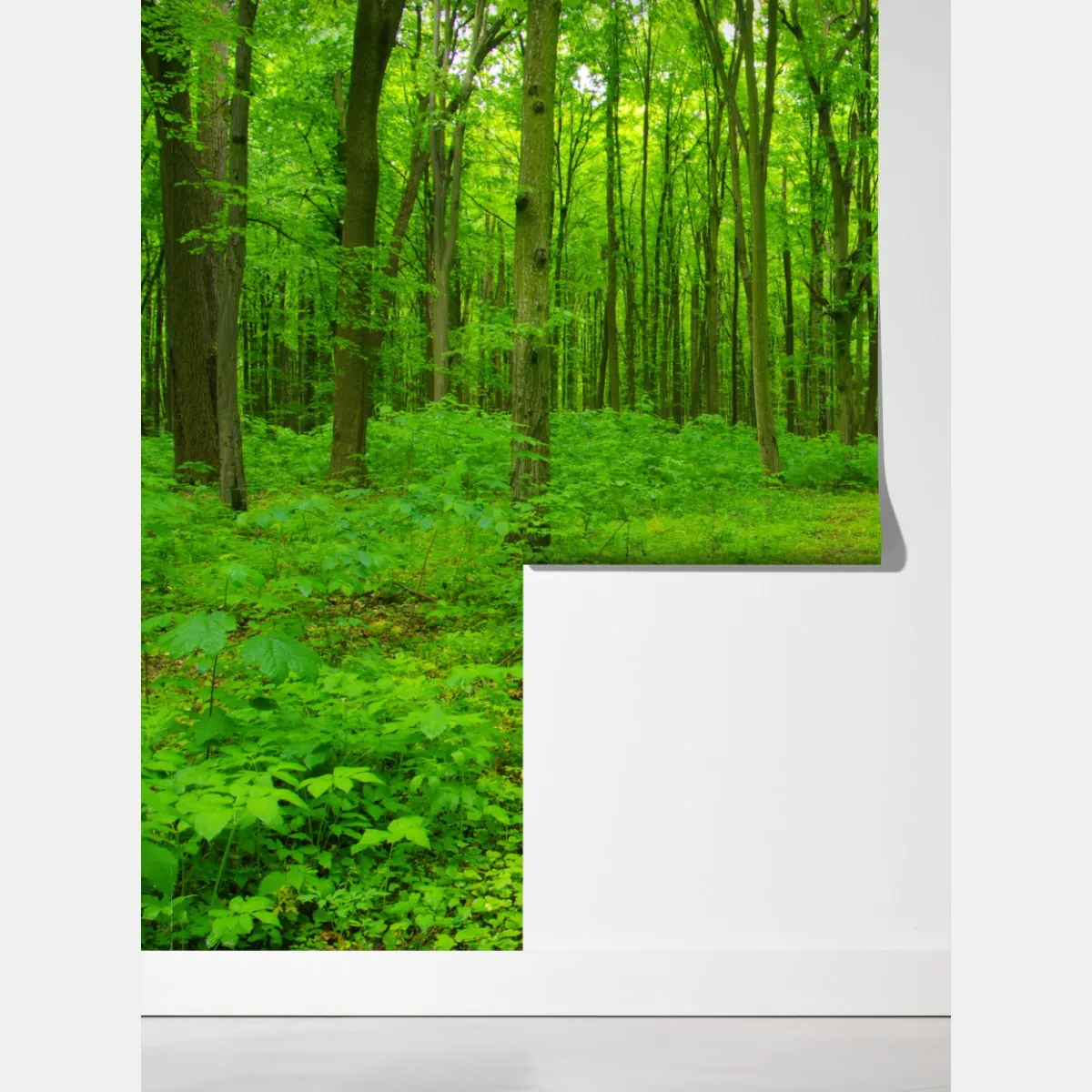 Fototapeta spokojna zielona leśna ścieżka – Wallissimo® Fototapeta spokojna zielona leśna ścieżka – Wallissimo®