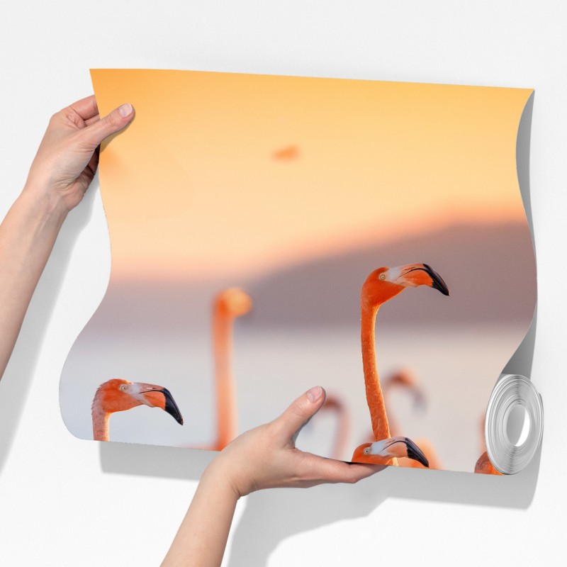 Fototapeta różowe flamingi o zachodzie słońca – Wallissimo® Fototapeta różowe flamingi o zachodzie słońca – Wallissimo®