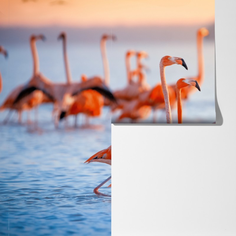 Fototapeta różowe flamingi o zachodzie słońca – Wallissimo® Fototapeta różowe flamingi o zachodzie słońca – Wallissimo®