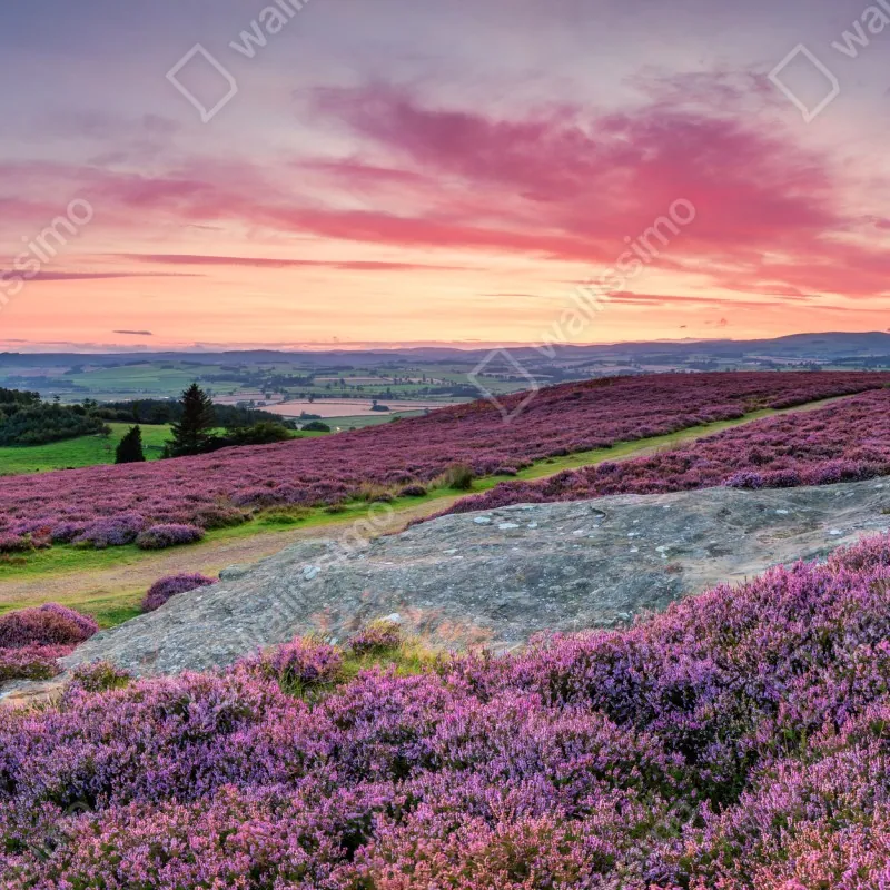 Fototapeta fioletowe wrzosowiska o zachodzie słońca – Wallissimo® Fototapeta fioletowe wrzosowiska o zachodzie słońca – Wallissimo®