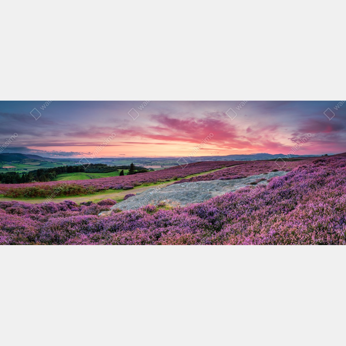 Fototapeta fioletowe wrzosowiska o zachodzie słońca – Wallissimo® Fototapeta fioletowe wrzosowiska o zachodzie słońca – Wallissimo®