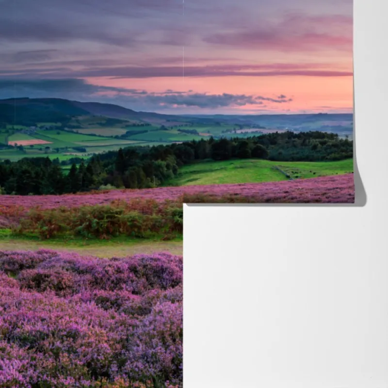 Fototapeta fioletowe wrzosowiska o zachodzie słońca – Wallissimo® Fototapeta fioletowe wrzosowiska o zachodzie słońca – Wallissimo®