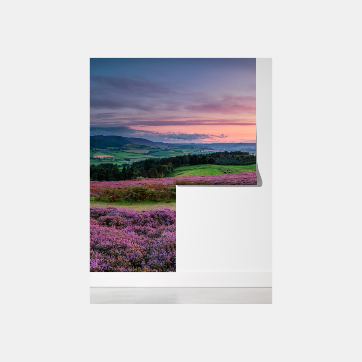 Fototapeta fioletowe wrzosowiska o zachodzie słońca – Wallissimo® Fototapeta fioletowe wrzosowiska o zachodzie słońca – Wallissimo®