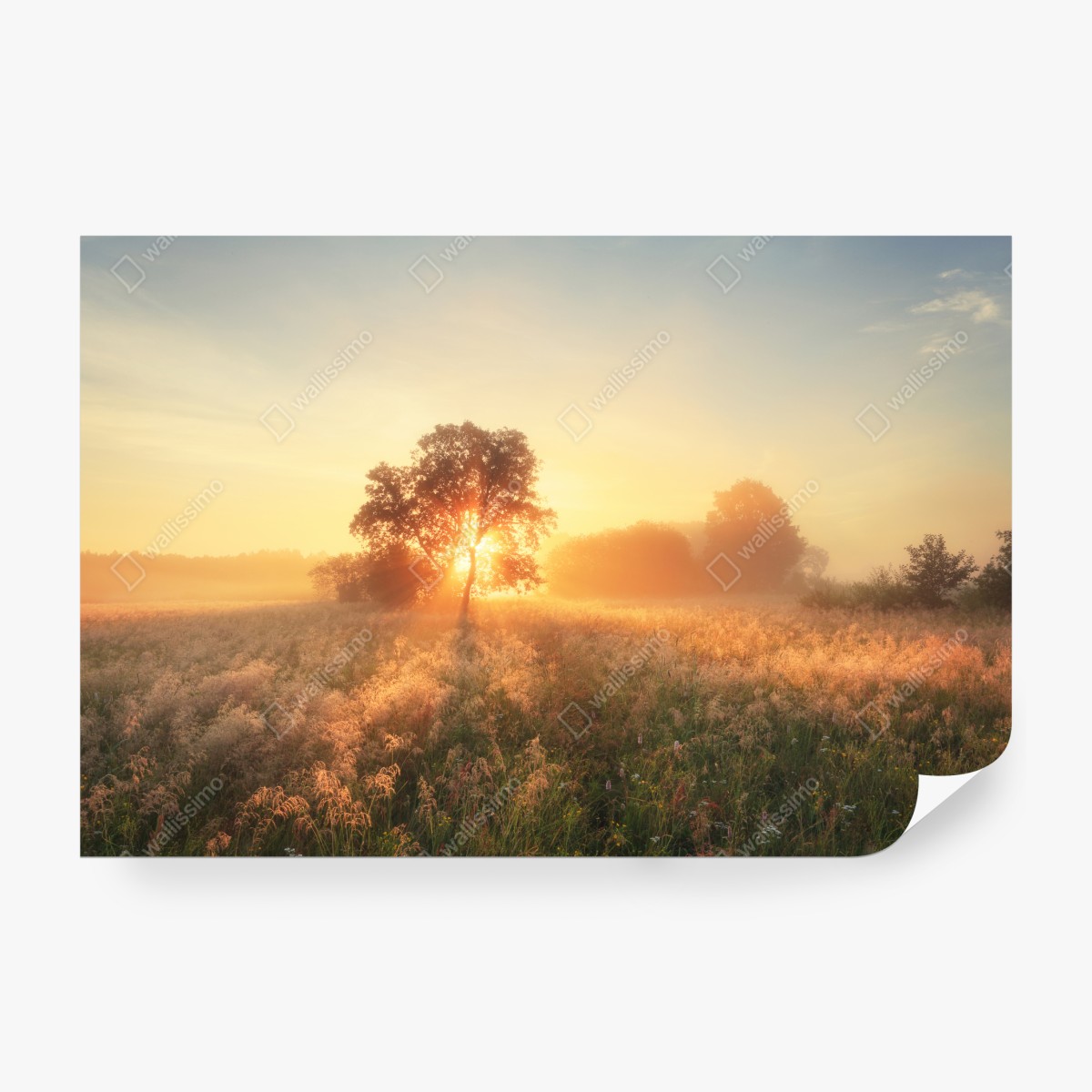 Fototapeta złoty wschód słońca nad mglistą łąką – Wallissimo® Fototapeta złoty wschód słońca nad mglistą łąką – Wallissimo®