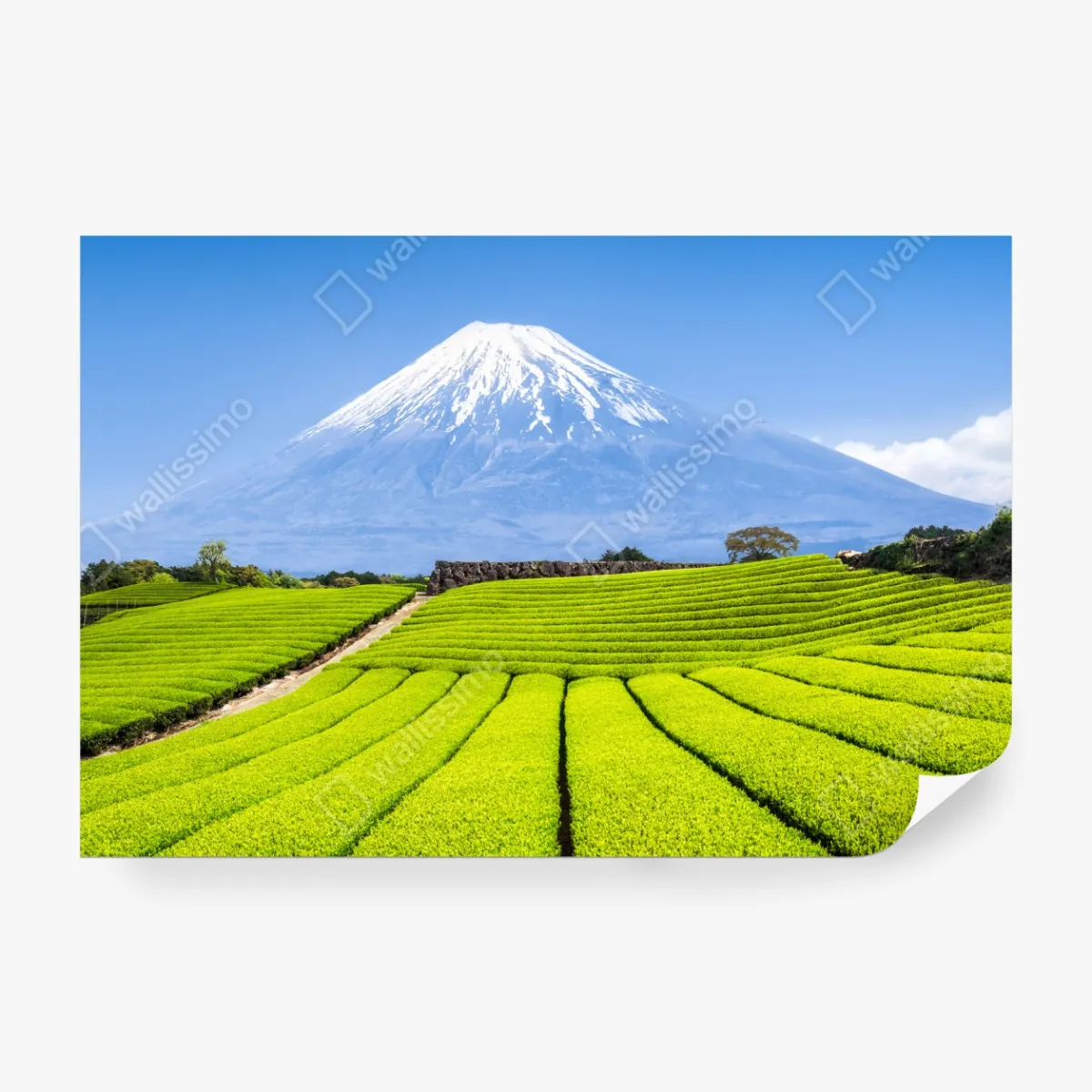 Fototapeta bujne pola herbaty u stóp Góry Fuji – Wallissimo® Fototapeta bujne pola herbaty u stóp Góry Fuji – Wallissimo®
