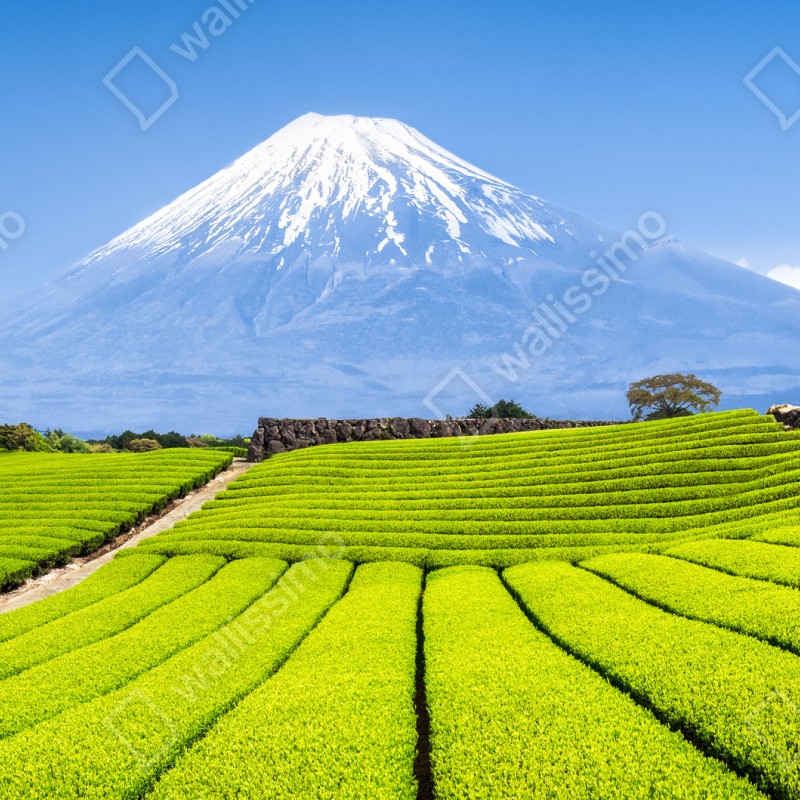 Fototapeta bujne pola herbaty u stóp Góry Fuji – Wallissimo® Fototapeta bujne pola herbaty u stóp Góry Fuji – Wallissimo®