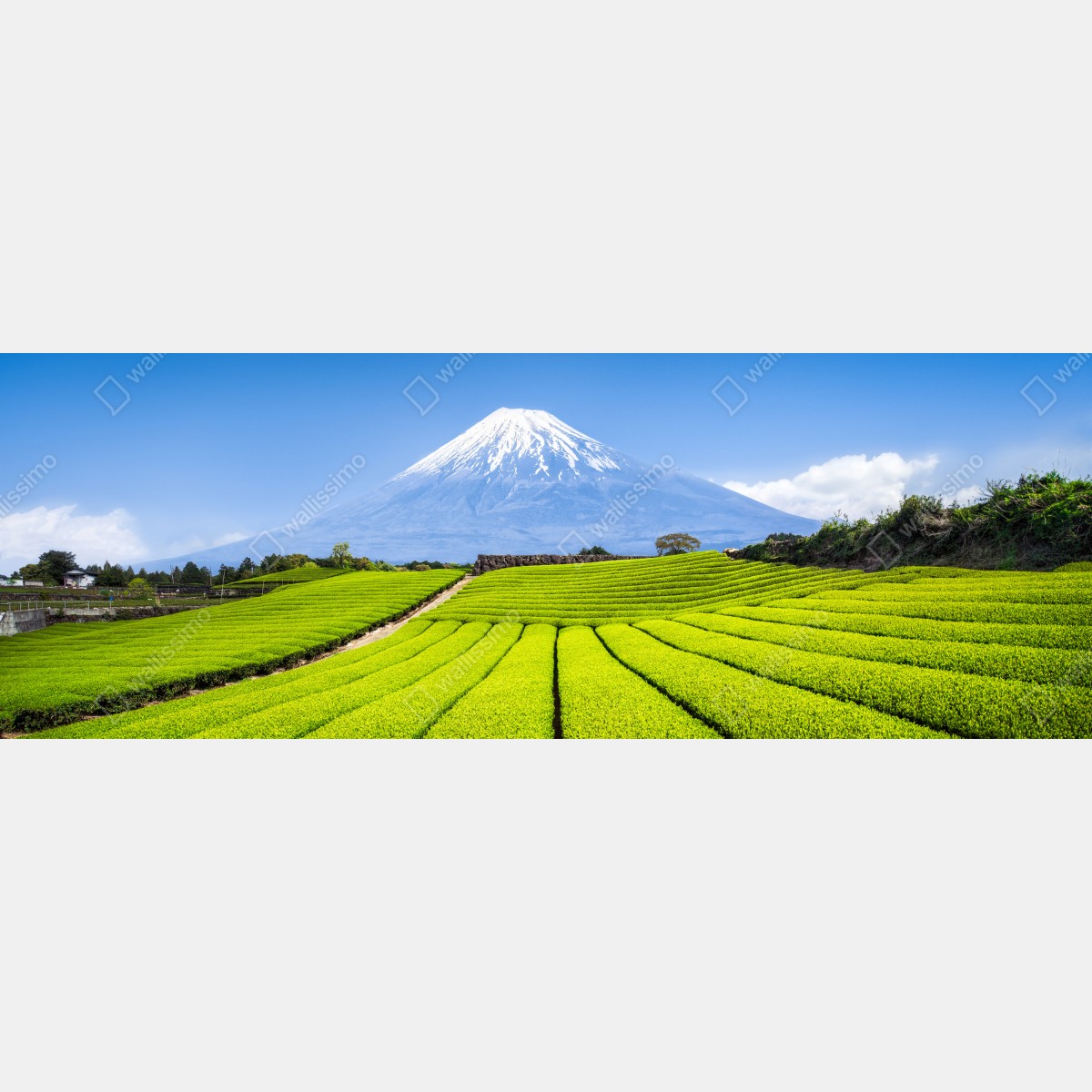 Fototapeta bujne pola herbaty u stóp Góry Fuji – Wallissimo® Fototapeta bujne pola herbaty u stóp Góry Fuji – Wallissimo®