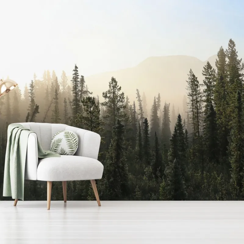 Fototapeta mglisty las sosnowy o wschodzie słońca