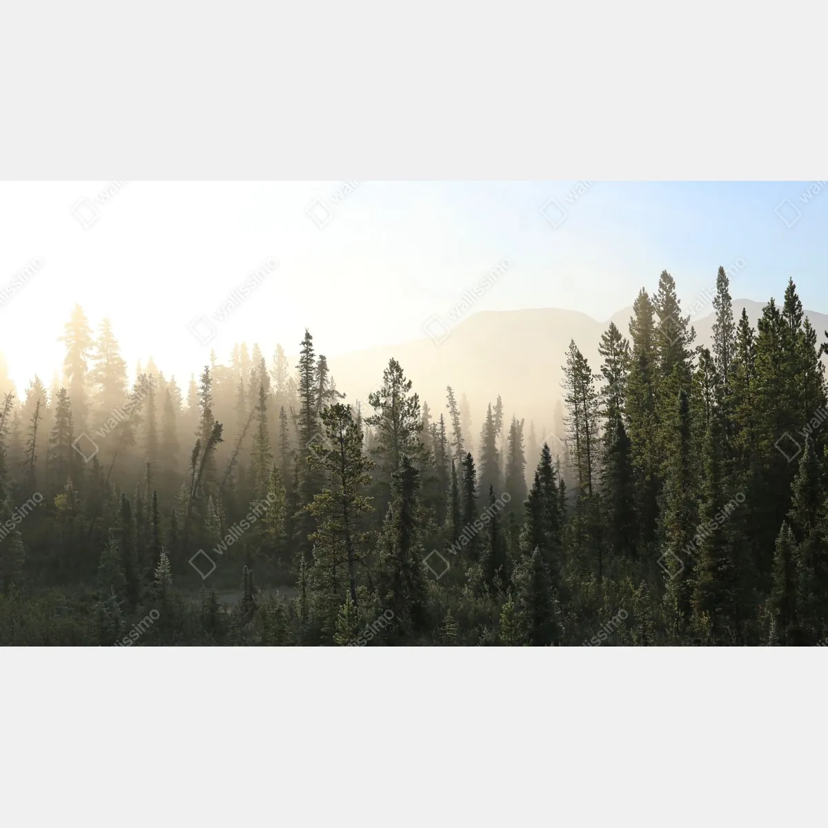 Fototapeta mglisty las sosnowy o wschodzie słońca – Wallissimo® Fototapeta mglisty las sosnowy o wschodzie słońca – Wallissimo®