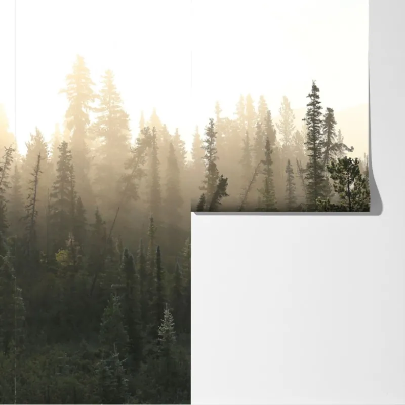 Fototapeta mglisty las sosnowy o wschodzie słońca – Wallissimo® Fototapeta mglisty las sosnowy o wschodzie słońca – Wallissimo®