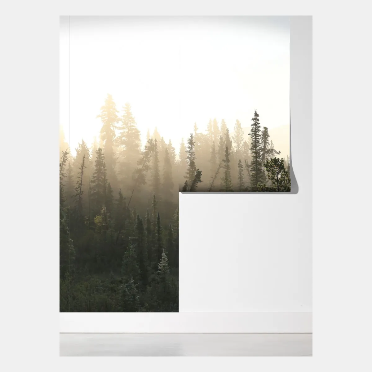 Fototapeta mglisty las sosnowy o wschodzie słońca – Wallissimo® Fototapeta mglisty las sosnowy o wschodzie słońca – Wallissimo®