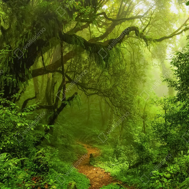 Fototapeta bujna zielona leśna ścieżka – Wallissimo® Fototapeta bujna zielona leśna ścieżka – Wallissimo®