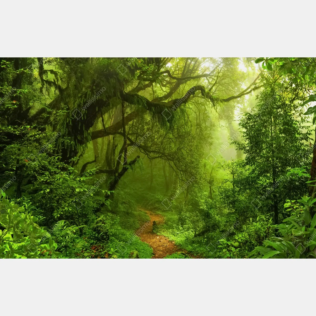 Fototapeta bujna zielona leśna ścieżka – Wallissimo® Fototapeta bujna zielona leśna ścieżka – Wallissimo®