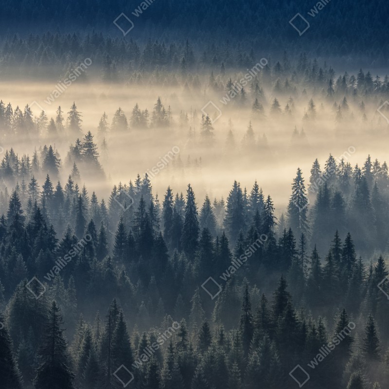 Fototapeta mglista dolina świerków o świcie – Wallissimo® Fototapeta mglista dolina świerków o świcie – Wallissimo®